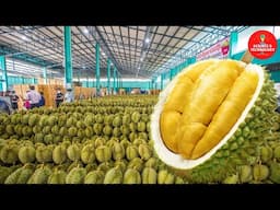 Amazing Durian Harvesting and Manufacturing process, How to Export Durian? Durian factory processing