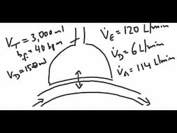 Respiratory System - Alveolar ventilation during exercise