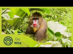 Animal Instincts: Mandrills: Battle of the Alphas | Go Wild