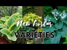 LOTS of New HOSTA Varieties! 🍃Unboxing Hostas from New Hampshire Hostas 🌿🍃 Plant Haul