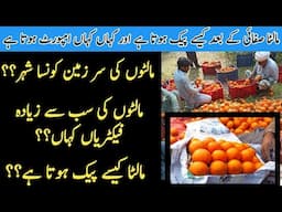 Land Of Orange In Pakistan | How to Harvest and Pack Orange in Pakistan | Processing of Citrus Food