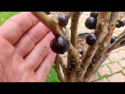 Como fazer para Abelhas Arapuácachorro não comer sua jabuticaba FÁCIL, RÁPIDO e 1000% funcional!!!