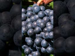 How to Grow Acai Fruit | Amazon's Fruit is now in Pakistan | What is Acai Fruit