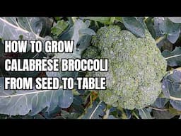 Grow Your OWN Calabrese Broccoli from SEED to TABLE! || Ultimate Guide to Fresh Harvests!