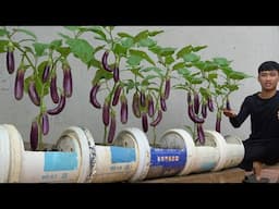 [Home Gardening] Want a Bumper Crop of Eggplants? Try This One Simple Trick Now