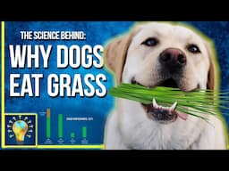 Debunking Myths: Uncovering the True Reasons Behind Dogs Eating Grass | Common Knowledge