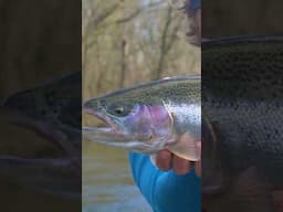 STEELHEAD BOBBER DOWN! #floatfishing #fishing #steelheadfishing #riverfishing