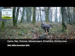 Dachs, Reh, Rotfuchs, Mäusebussard, Eichelhäher und Eichhörnchen im Eifelwald. Mitte November 2024