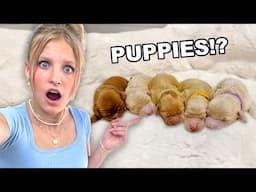 Our dog is having PUPPIES! *EMOTIONAL*