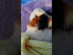 Cavy Central Guinea Pig Rescue with Lyn is live