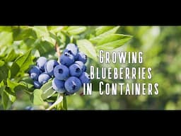 How to Grow Blueberries in Containers