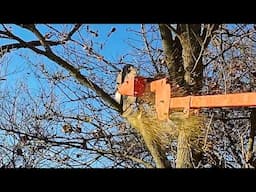 Circular Saw for TREES! Fastest Way Yet to Cut HIGH Limbs!