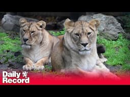 Lionesses arrive at Scottish zoo from Ukraine conflict zone