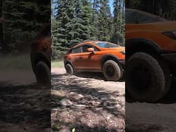 Just a few Subarus in their natural habitat! #subaru #crosstrek #overlanding