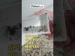 🕷️ Spider Trap Update: 1 FULL YEAR!