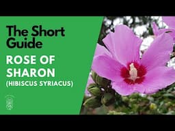 The Short Guide to the Rose of Sharon (Hibiscus Syriacus 'Diana')