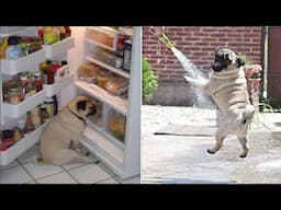 Funny and Cute Pug Videos That Will Change Your Mood For Good - Pug Puppy