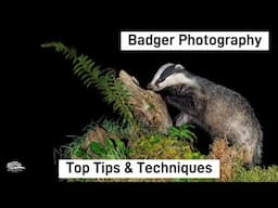 How to Photograph Badgers