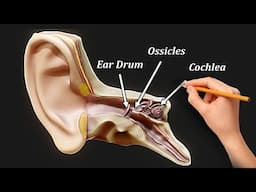 Structure and Function of EAR  (MORE THAN HEARING)