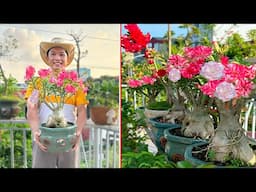 A little trick to revive Plumeria plant. Shocking the gardening world