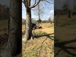 Solar Eclipse with the Belted Galloways