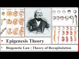 Epigenesis Theory | Biogenetic/Recapitulation theory | E Von Baer Law History of Develop. Bio. P-2