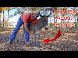 Exploring The Different Farm Animals Feet! (Educational Farm Video For Kids)