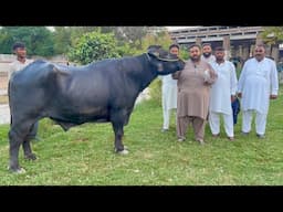 Nili Ravi Buffalo Bulls K & Z Sire