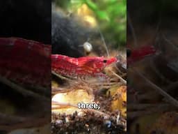 Why do shrimp die?