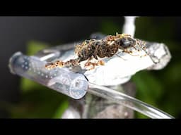 Expanding the Ant Nest - Creating Additional Backup Nests for Emergency Situations