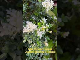 Orange Jasmine Blooming/Murraya Paniculata #chinaboxplant #groplants