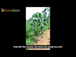 The Restoration Initiative Virtual Tour Series: Central African Republic