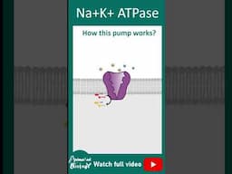 How Na+ K+ ATPase works? Sodium potassium ion exchange pump explained in 1 minute