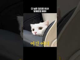 큰 집으로 이사하고 난 후 고양이 반응  😹