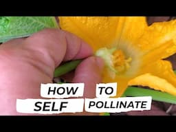 How To Self Pollinate Your Vegetables