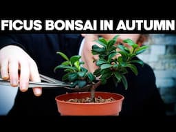 Pruning Ficus Bonsai Trees In Autumn 🌱