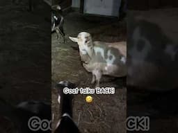 Goat talks BACK! 🤣 #goat #fypシ゚viral #fyp #shorts #shortvideo #short #funny #funnyvideo