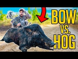 Giant LOUISIANA PIG at 10 YARDS! *BUSBICE RANCH*