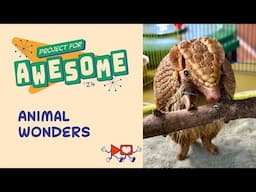 Animal Wonders: Project for Awesome 2024