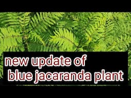 new update of blue  jacaranda plant how to grow purple gulmohar