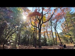 Fall leaves - Backpacking & Camping | Appalachian Trail - Georgia | Celebrating Appalachia #hiking