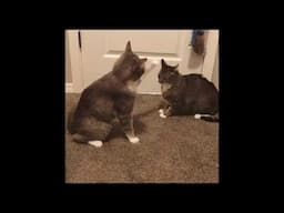 Cat Tries To Expel His Brother's Headache - A Translation