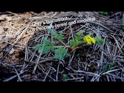 Gray’s Biscuitroot-Lomatium Grayi (An indigenous peoples’ food and medicine)