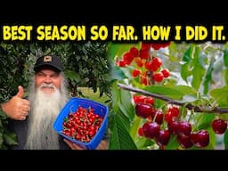 Cherries. Planting to harvest explained. 3 years of video to help.