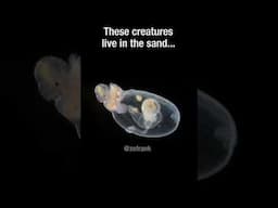 Sand creatures #truefacts #short