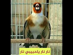 بتبتة حسون رقم واحد بالعالم وستستة للتحفيز  chardonneret goldfinch jilguero 2018