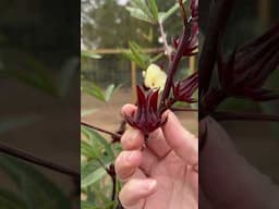 When to harvest Roselle #garden #gardening #roselle #herbs