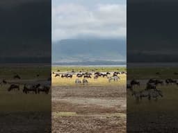 Iconic Ngorongora Crater Scene