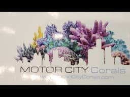 Motor City Corals