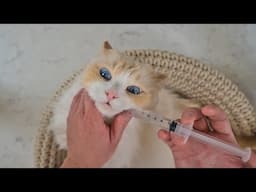 How to give Liquid Medication to your Cat | The Cat Butler